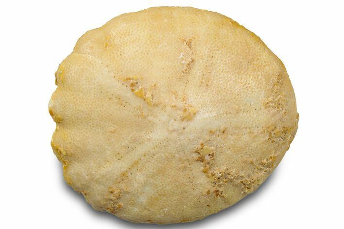 Pliocene Sand Dollar (Rotuloidea) Fossil - Morocco #300630